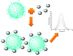 Graphical abstract: Probing the interactions of chitosan capped CdS quantum dots with pathogenic bacteria and their biosensing application