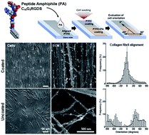 Graphical abstract: Bioactive films produced from self-assembling peptide amphiphiles as versatile substrates for tuning cell adhesion and tissue architecture in serum-free conditions