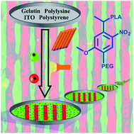 Graphical abstract: Rapid prototyping of heterotypic cell–cell contacts