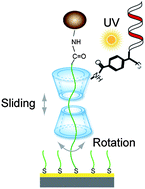 Graphical abstract: Development of a smart dynamic surface chemistry for surface plasmon resonance-based sensors for the detection of DNA molecules