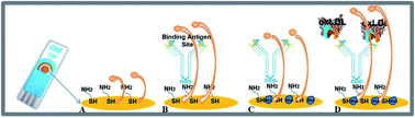 Graphical abstract: Specific label-free and real-time detection of oxidized low density lipoprotein (oxLDL) using an immunosensor with three monoclonal antibodies