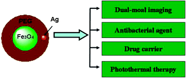 Graphical abstract: Multifunctional PEG encapsulated Fe3O4@silver hybrid nanoparticles: antibacterial activity, cell imaging and combined photothermo/chemo-therapy