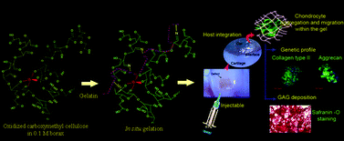 Graphical abstract: Borate aided Schiff's base formation yields in situ gelling hydrogels for cartilage regeneration