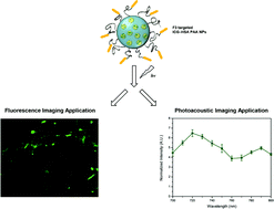 Graphical abstract: Polymer–protein hydrogel nanomatrix for stabilization of indocyanine green towards targeted fluorescence and photoacoustic bio-imaging