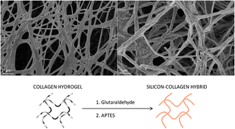 Graphical abstract: A new method for the preparation of biocompatible silica coated-collagen hydrogels