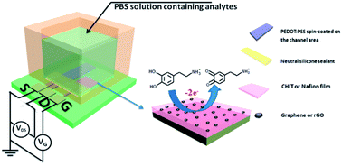 Graphical abstract: Organic electrochemical transistors with graphene-modified gate electrodes for highly sensitive and selective dopamine sensors