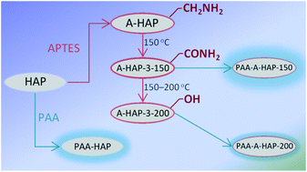 Graphical abstract: Attachment of poly(acrylic acid) to 3-aminopropyltriethoxysilane surface-modified hydroxyapatite