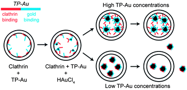 Graphical abstract: Engineered clathrin nanoreactors provide tunable control over gold nanoparticle synthesis and clustering