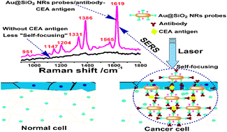 Graphical abstract: Self-focusing Au@SiO2 nanorods with rhodamine 6G as highly sensitive SERS substrate for carcinoembryonic antigen detection