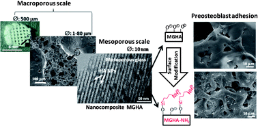 Graphical abstract: Tailoring hierarchical meso–macroporous 3D scaffolds: from nano to macro