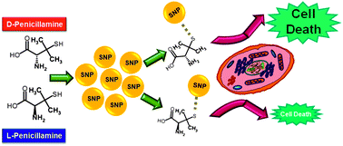 Graphical abstract: Cellular response to chirality and amplified chirality