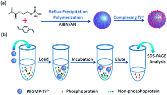 Graphical abstract: Fabrication of polymeric microgels using reflux-precipitation polymerization and its application for phosphoprotein enrichment