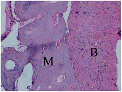 Graphical abstract: Development of a bioactive composite of nano fluorapatite and poly(butylene succinate) for bone tissue regeneration