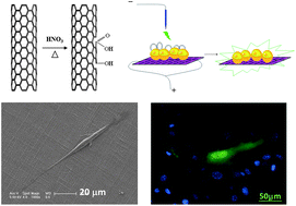 Graphical abstract: Facile oxidation of superaligned carbon nanotube films for primary cell culture and genetic engineering