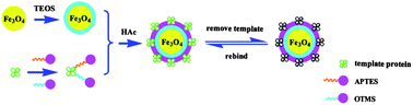 Graphical abstract: Specific recognition of bovine serum albumin using superparamagnetic molecularly imprinted nanomaterials prepared by two-stage core–shell sol–gel polymerization