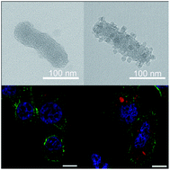 Graphical abstract: Rod-like mesoporous silica nanoparticles with rough surfaces for enhanced cellular delivery