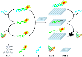 Graphical abstract: Applications of porous organic frameworks (POFs) in detection of nucleic acid and exonuclease I activity