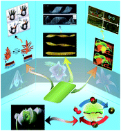 Graphical abstract: From nature to synthetic systems: shape transformation in soft materials