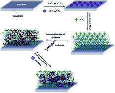 Graphical abstract: Label-free aptamer biosensor for thrombin detection on a nanocomposite of graphene and plasma polymerized allylamine