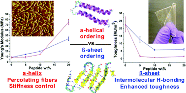 Graphical abstract: Influence of secondary structure and hydrogen-bonding arrangement on the mechanical properties of peptidic-polyurea hybrids