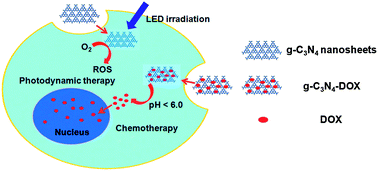 Graphical abstract: Graphitic-phase C3N4 nanosheets as efficient photosensitizers and pH-responsive drug nanocarriers for cancer imaging and therapy