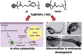 Graphical abstract: Effects of surface functionality of carbon nanomaterials on short-term cytotoxicity and embryonic development in zebrafish