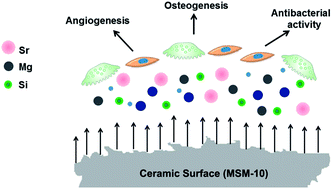 Graphical abstract: Fabrication of a novel triphasic and bioactive ceramic and evaluation of its in vitro and in vivo cytocompatibility and osteogenesis