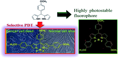 Graphical abstract: Photostable BODIPY-based molecule with simultaneous type I and type II photosensitization for selective photodynamic cancer therapy