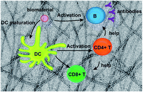 Graphical abstract: Engaging adaptive immunity with biomaterials