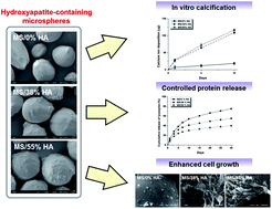 Graphical abstract: Hydroxyapatite-containing gelatin/chitosan microspheres for controlled release of lysozyme and enhanced cytocompatibility