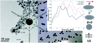 Graphical abstract: Design of a fluorinated magneto-responsive material with tuneable ultrasound scattering properties