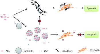 Graphical abstract: Se/Ru nanoparticles as inhibitors of metal-induced Aβ aggregation in Alzheimer's disease