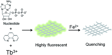 Graphical abstract: Nucleotide/Tb3+ coordination polymer as a luminescent nanosensor: synthesis and sensing of iron(ii) in human serum