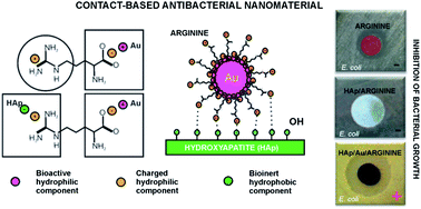 Graphical abstract: Hydroxyapatite/gold/arginine: designing the structure to create antibacterial activity