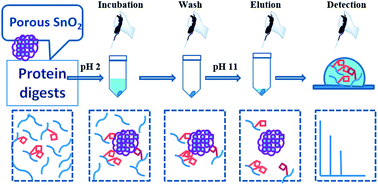 Graphical abstract: Template-free synthesis of uniform mesoporous SnO2 nanospheres for efficient phosphopeptide enrichment