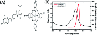 Graphical abstract: Conjugates of folic acids with zinc aminophthalocyanine for cancer cell targeting and photodynamic therapy by one-photon and two-photon excitations