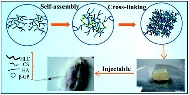 Graphical abstract: Effects of self-assembled fibers on the synthesis, characteristics and biomedical applications of CCAG hydrogels