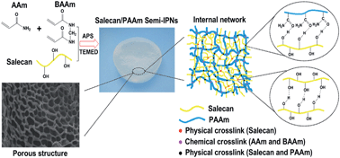 Graphical abstract: Synthesis and characterization of a novel hydrogel: salecan/polyacrylamide semi-IPN hydrogel with a desirable pore structure