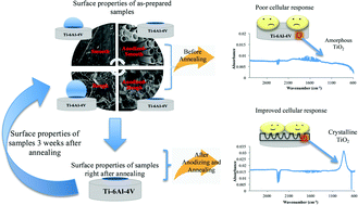 Graphical abstract: Enhancing surface characteristics of Ti–6Al–4V for bio-implants using integrated anodization and thermal oxidation