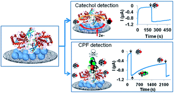 Graphical abstract: Iridium oxide nanoparticle induced dual catalytic/inhibition based detection of phenol and pesticide compounds