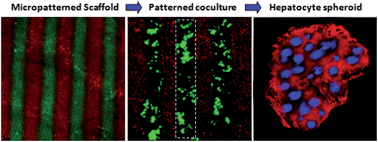 Graphical abstract: Promoting hepatocyte spheroid formation and functions by coculture with fibroblasts on micropatterned electrospun fibrous scaffolds