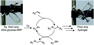 Graphical abstract: Oxygen-mediated enzymatic polymerization of thiol–ene hydrogels