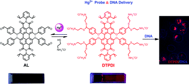 Graphical abstract: A multifunctional perylenediimide derivative (DTPDI) can be used as a recyclable specific Hg2+ ion sensor and an efficient DNA delivery carrier