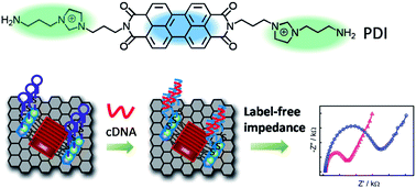 Graphical abstract: Perylene derivative-bridged Au–graphene nanohybrid for label-free HpDNA biosensor