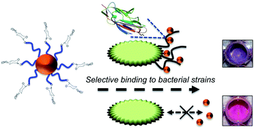 Graphical abstract: Discrimination between bacterial phenotypes using glyco-nanoparticles and the impact of polymer coating on detection readouts