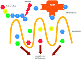 Graphical abstract: Synthesis of a phenylalanine imprinted polymer for attenuation of phenylalanine absorption via the gut in a murine hyperphenylalaninemia model