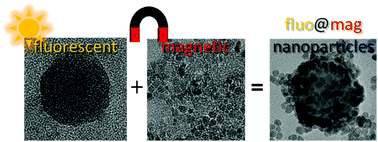 Graphical abstract: Photoactive chelating organic nanospheres as central platforms of bimodal hybrid nanoparticles