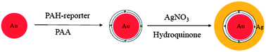 Graphical abstract: Engineering versatile SERS-active nanoparticles by embedding reporters between Au-core/Ag-shell through layer-by-layer deposited polyelectrolytes