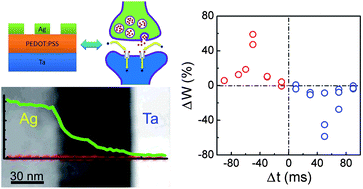 Graphical abstract: Synaptic plasticity and learning behaviours mimicked through Ag interface movement in an Ag/conducting polymer/Ta memristive system