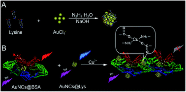 Graphical abstract: Synthesis of highly fluorescent lysine-stabilized Au nanoclusters for sensitive and selective detection of Cu2+ ion